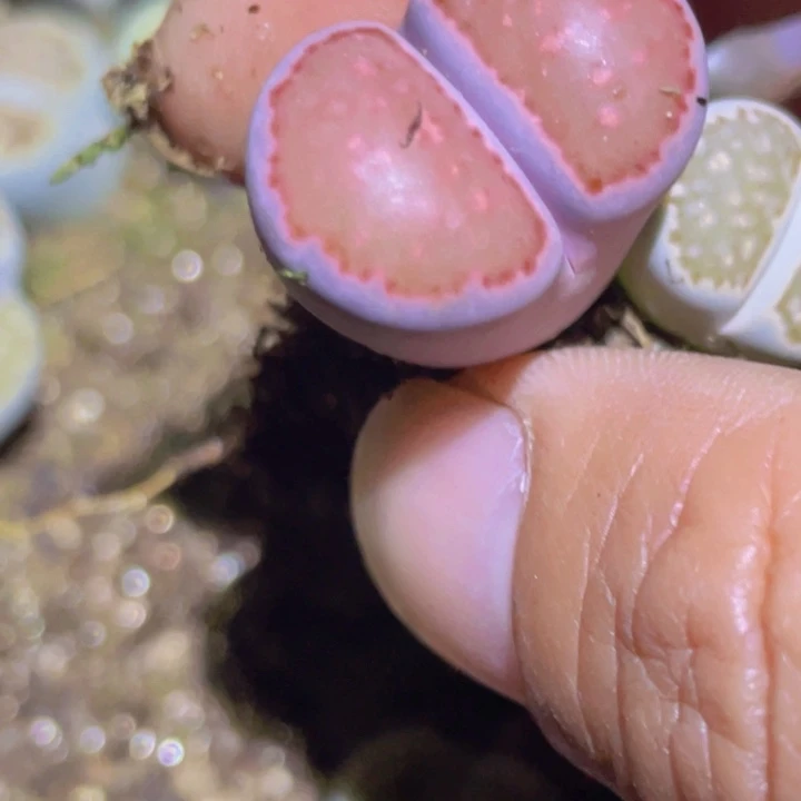 488888888585588558885