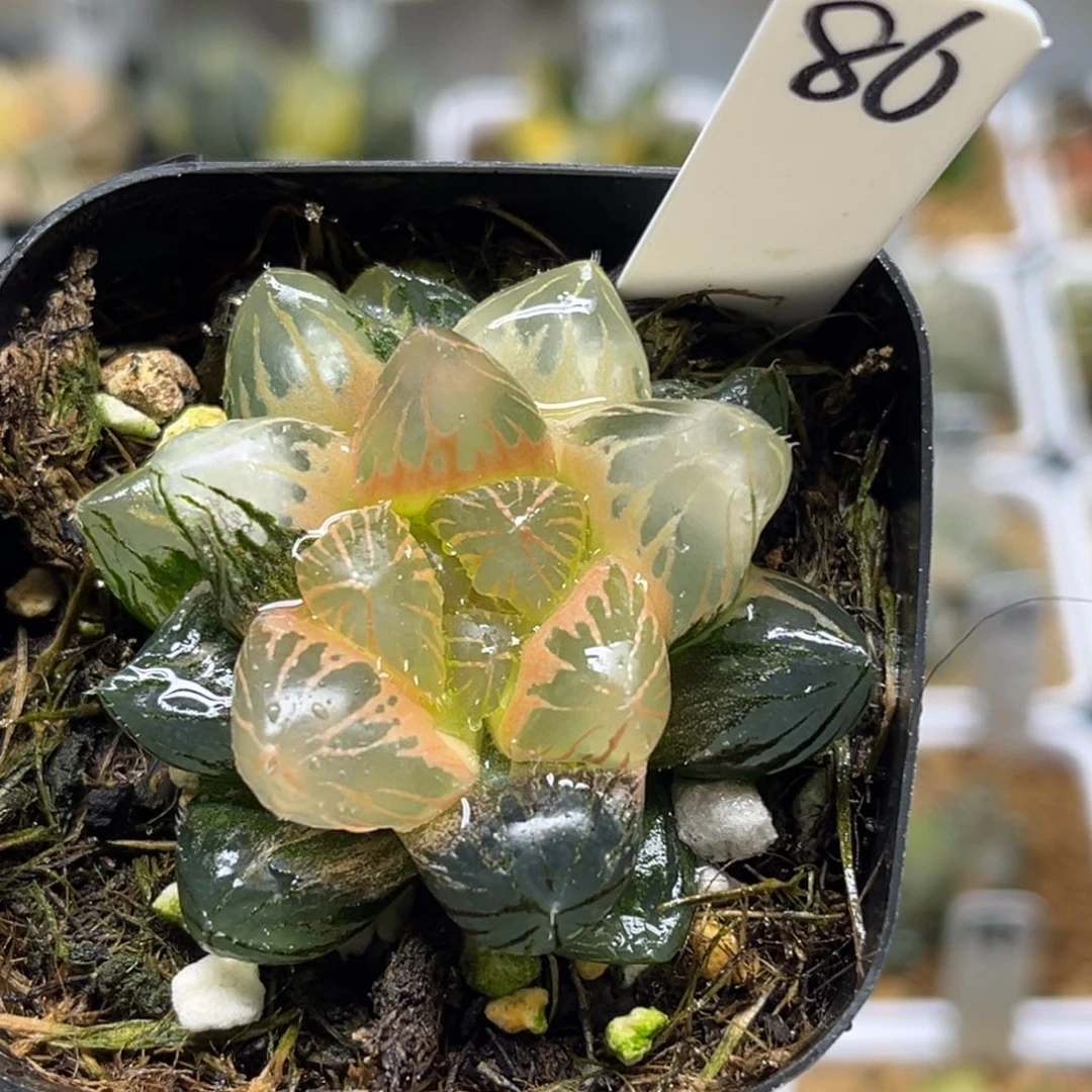 86糊斑龙爪玉露锦福利专场