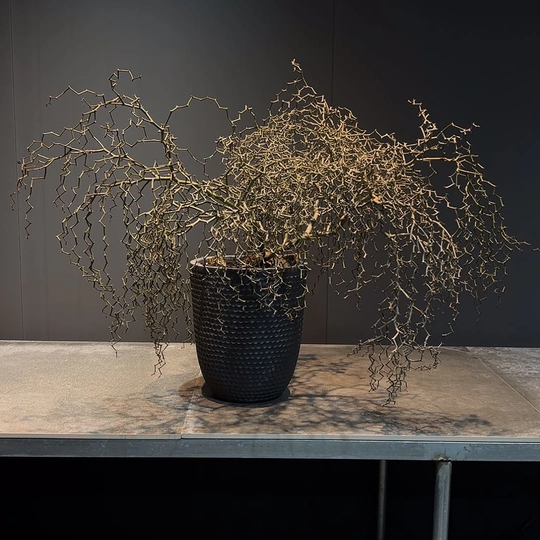 K***i超大弯曲龙88888888