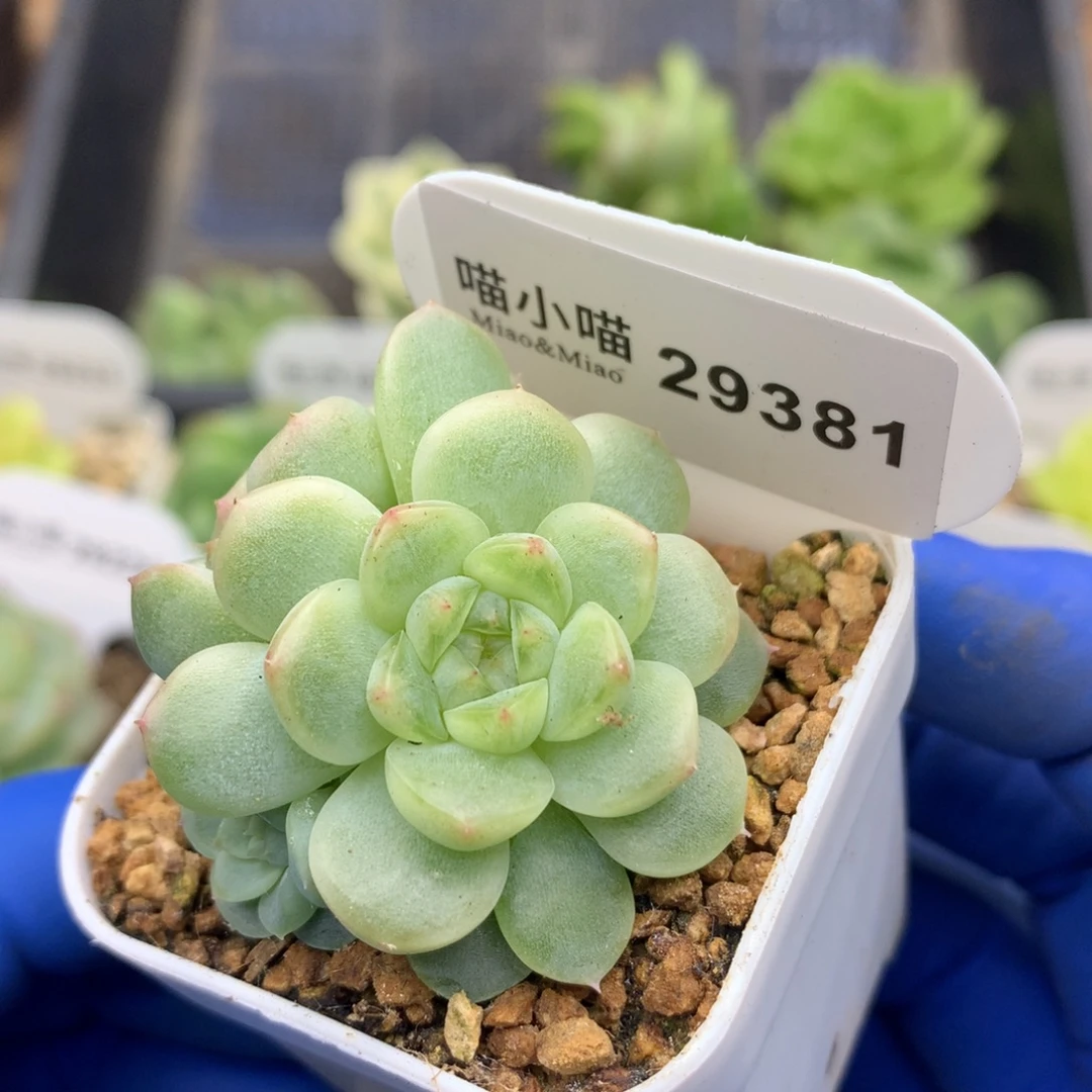 多肉植物杂交珍妮