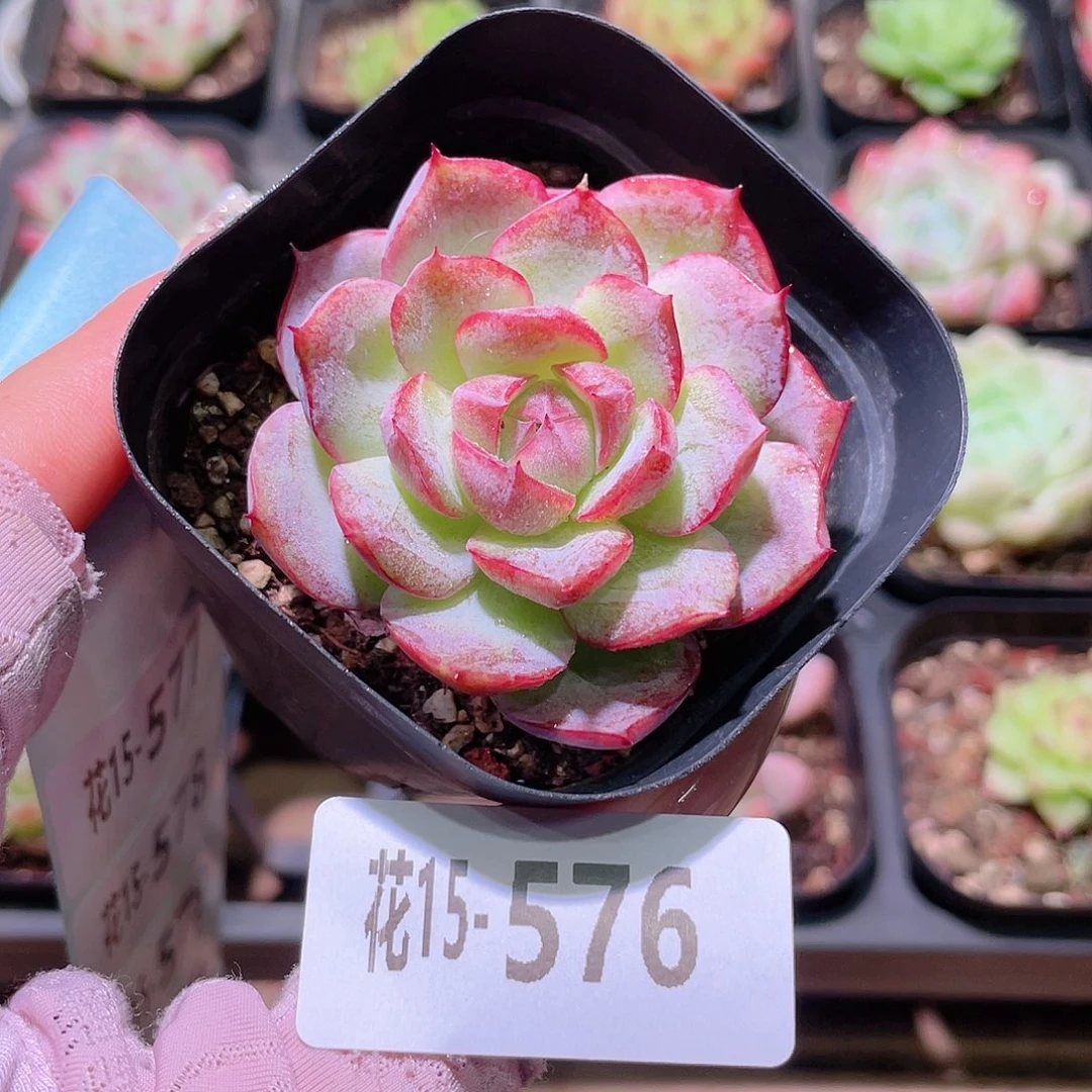 花利美15-576女王玫瑰