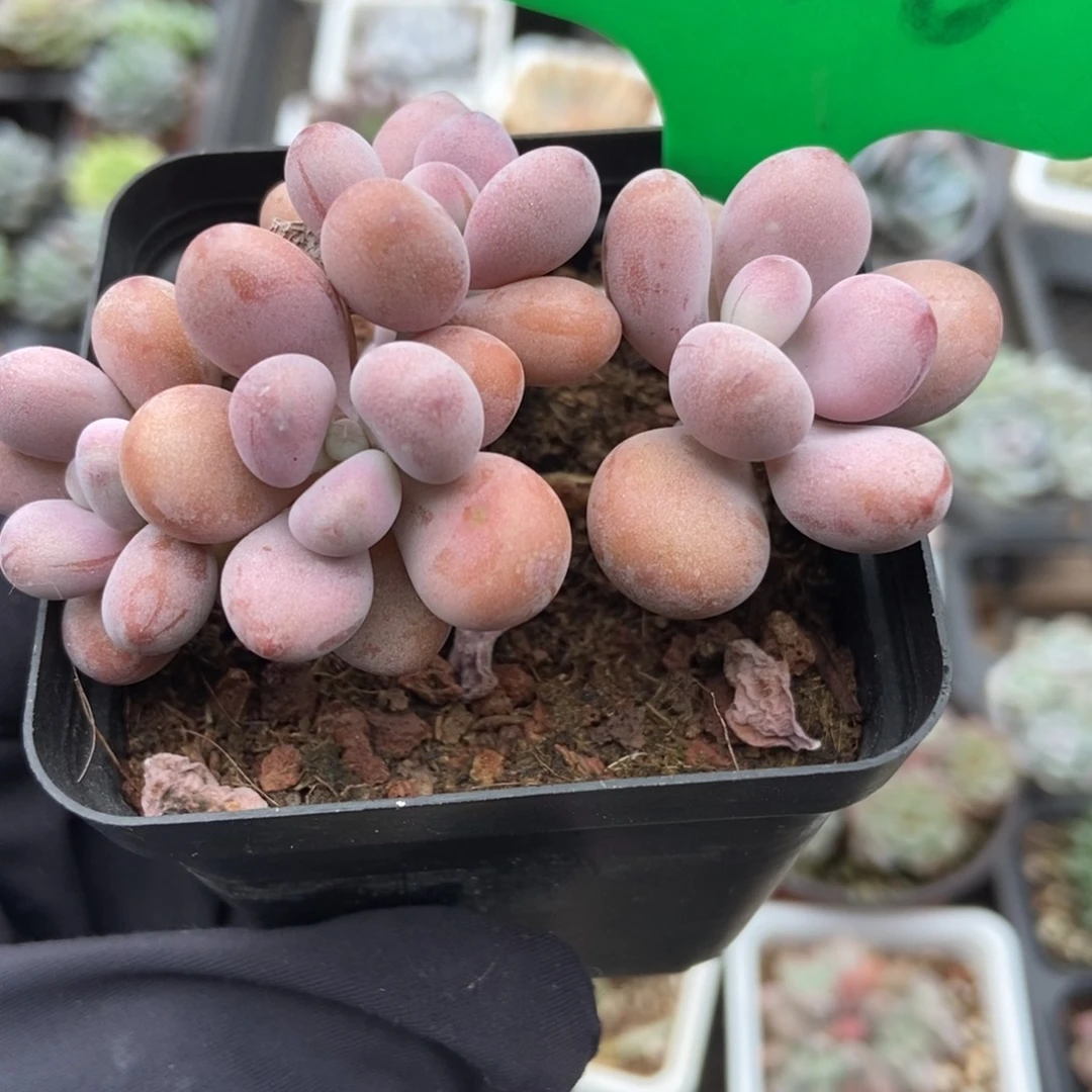 1666桃蛋多肉植物多肉