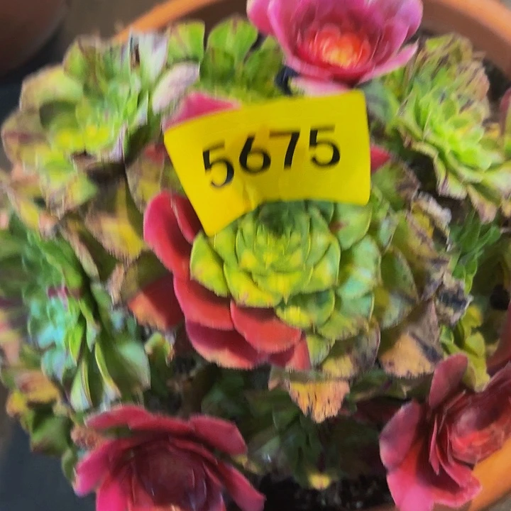 哈哈多肉葡萄福利5675个