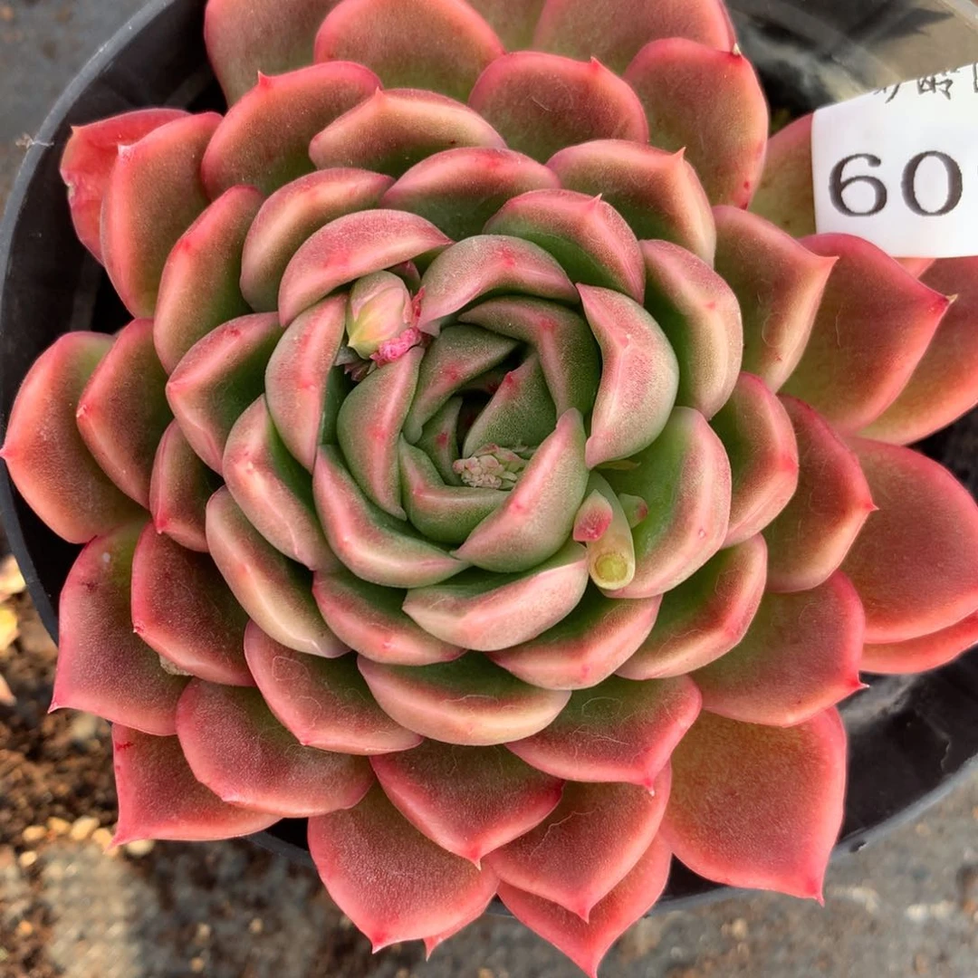 6093杂交多肉植物