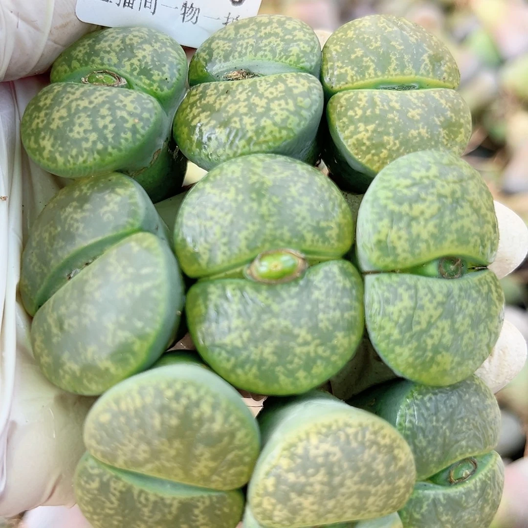 8551 好养易活生石花大母本9个