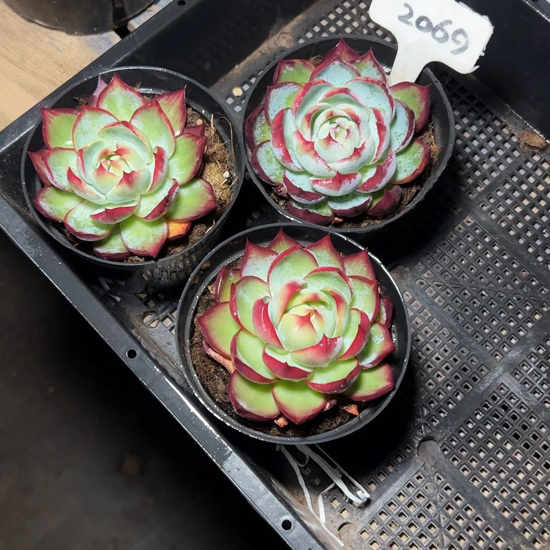 念***ㅤ小惊鸿仙子7公分左右三颗2069号