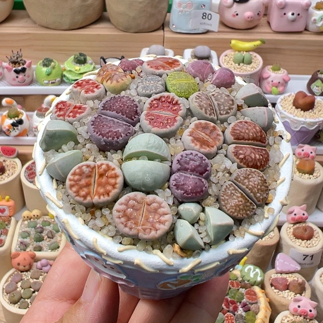 多肉植物83号彩色