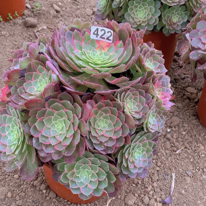422多肉植物花王