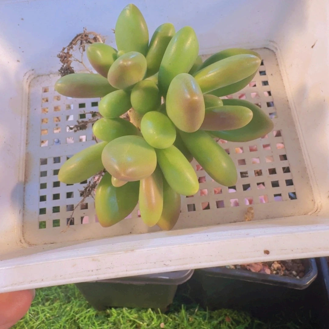 *****多肉植物芒果奶0266