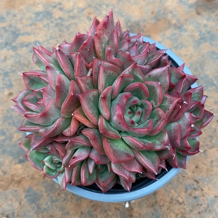 D543- 直播福利 佛洛瑞安娜捧花