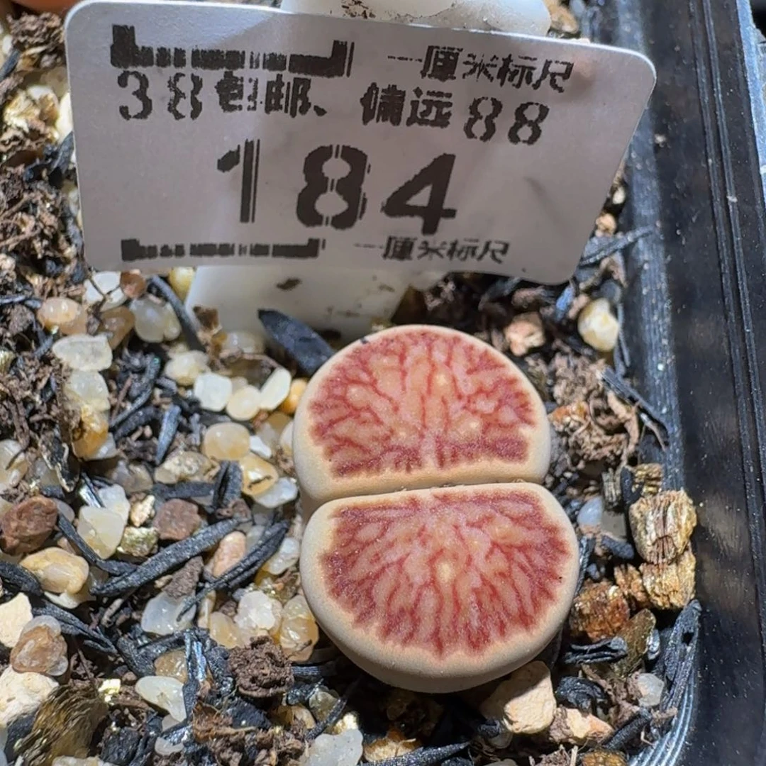 Ssss精品生石花184