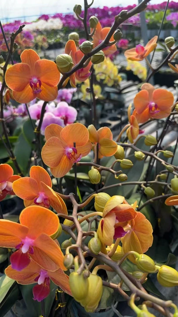 【波罗尼亚3.5寸杯】花不晚蝴蝶兰 安祖系列欧品花蜡质花花期长