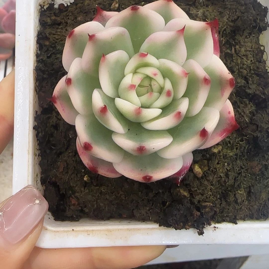 ?****?247吉娃娃锦多肉植物