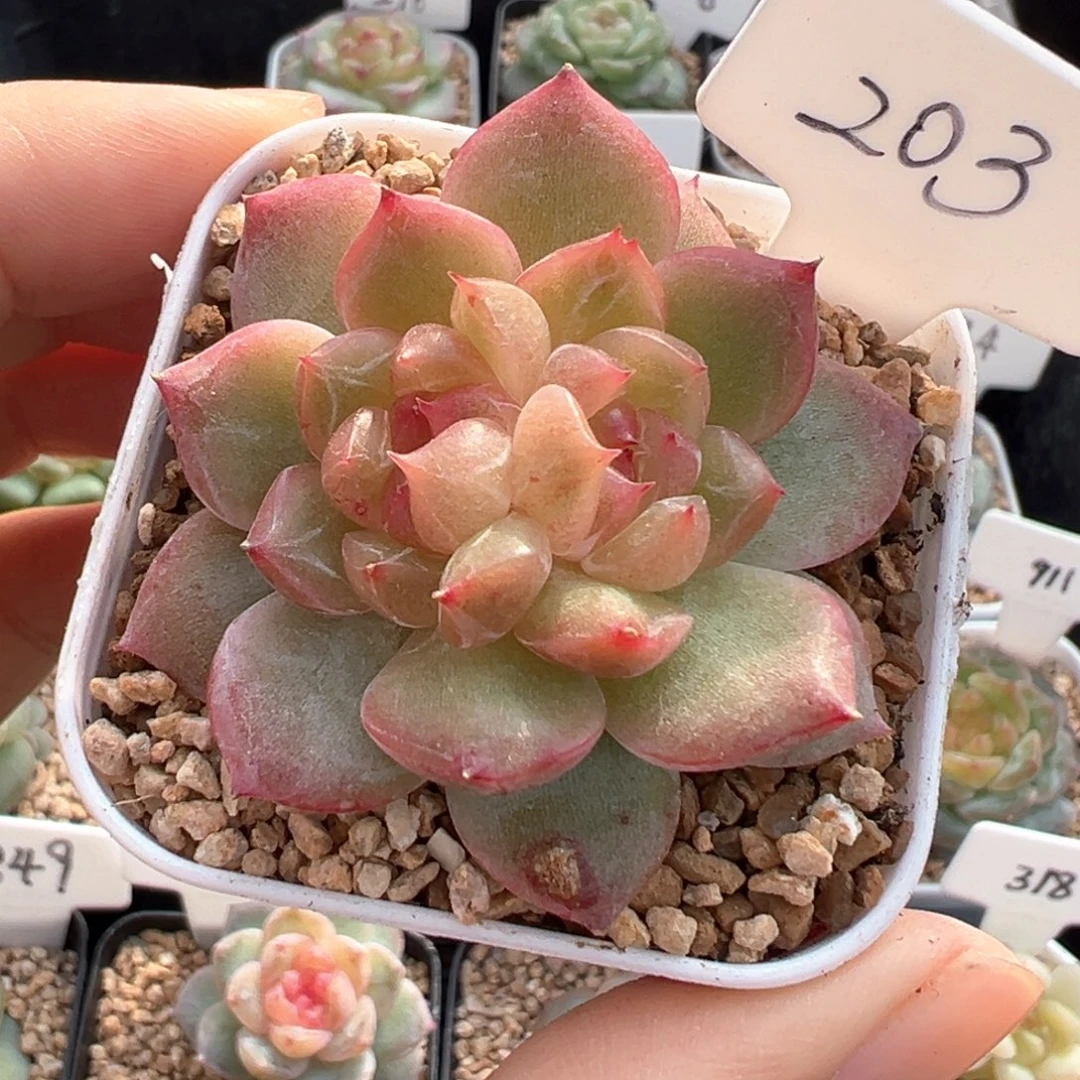 203号粉胭脂 晗雨多肉