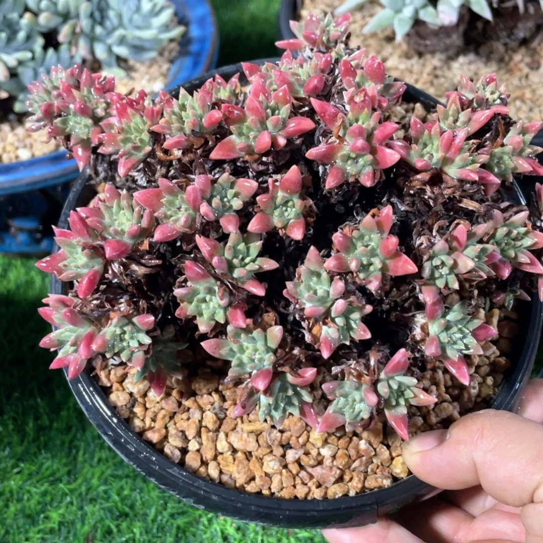 韩版丸叶粉白菊粗桩