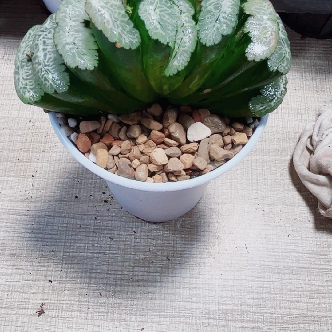 虞姬玉扇多肉植物6666