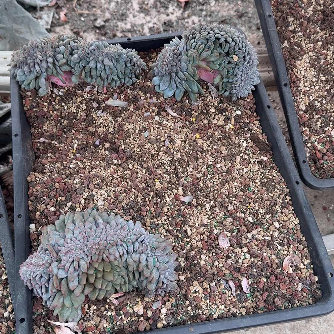 绿底紫心星影缀3个一组