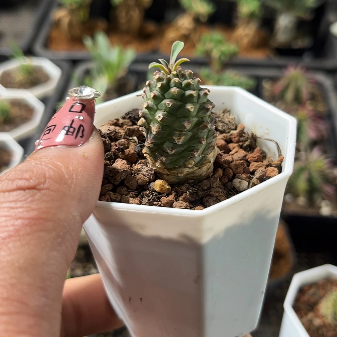 铁甲麒麟单头发货单头