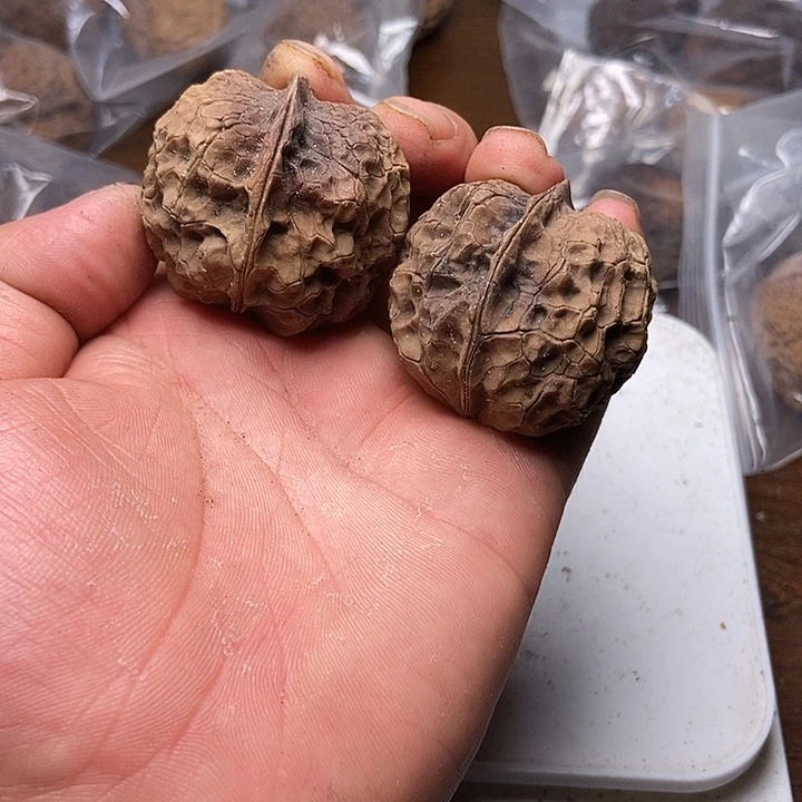 把件文玩核桃云南铁核桃炸福利直播间62号