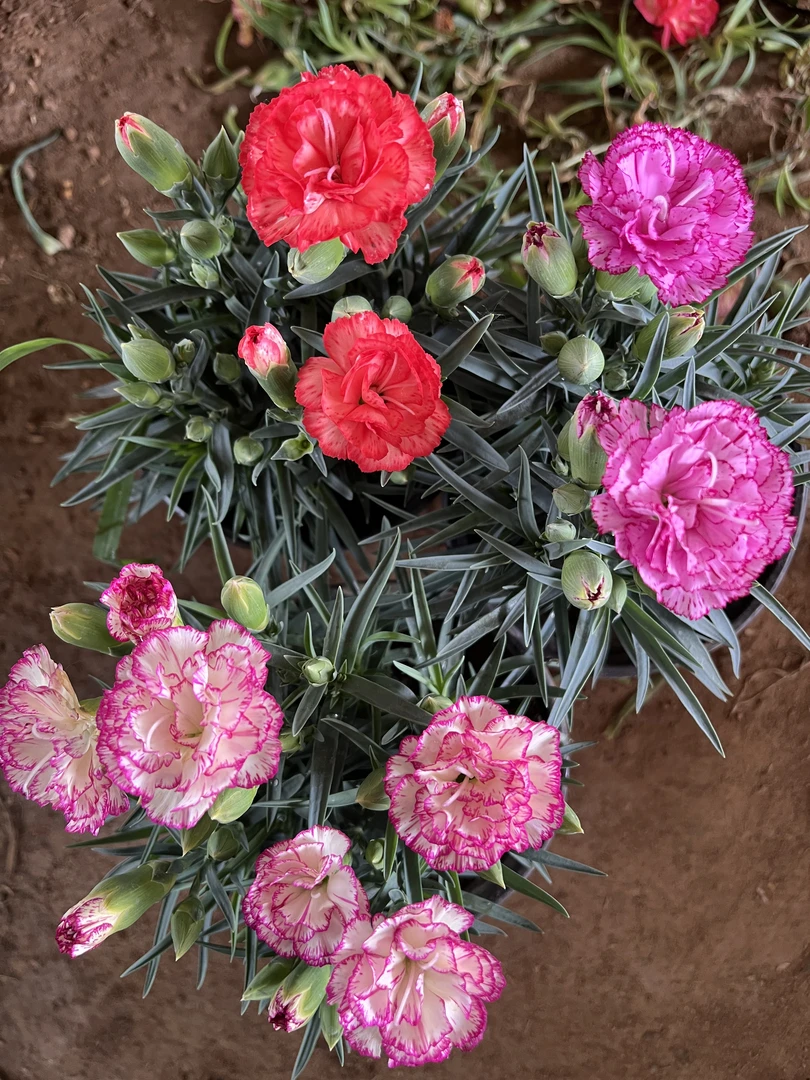 康乃馨母亲节福利【晚霞+浪漫+花边凤凰】盆栽带花苞阳台庭院