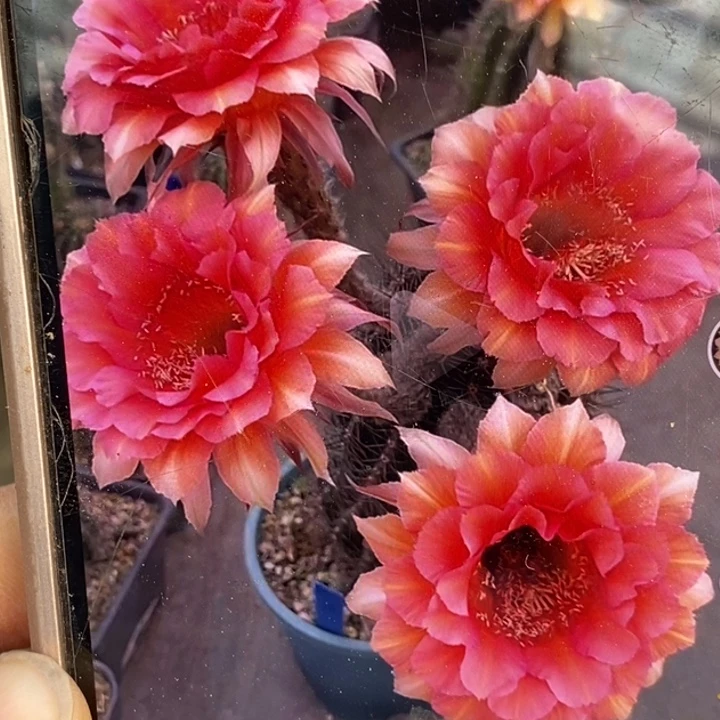 万人迷侧芽送生根粉一瓶