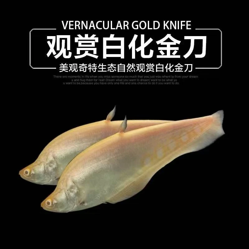 七星刀白化金刀鱼苗中大型热带活体好养包邮凶猛观赏鱼好养耐活