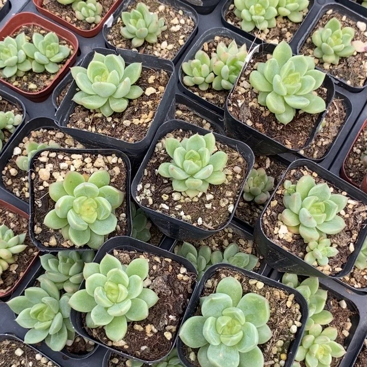 618福利上盆晴空珍妮4颗多肉