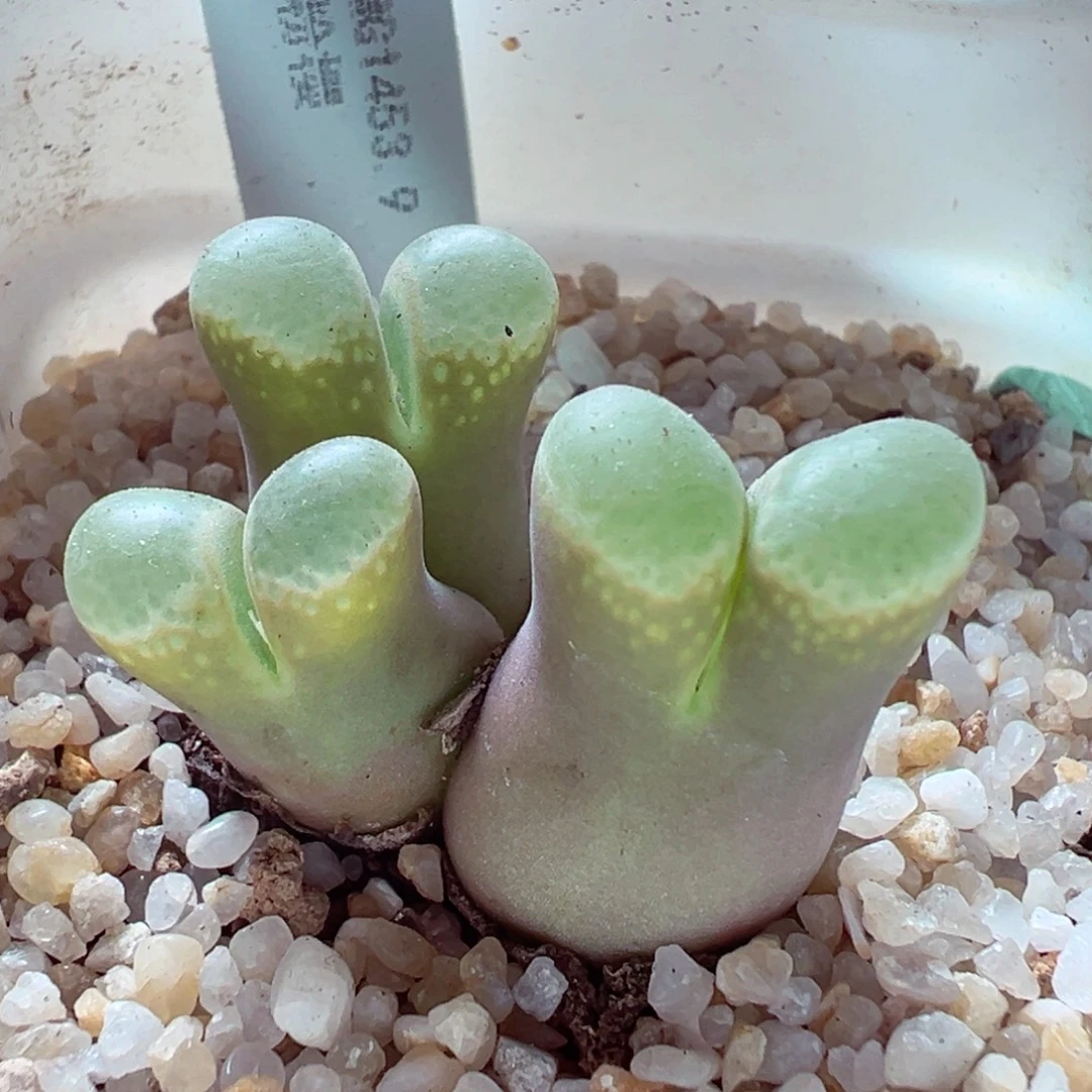 103-349多肉多肉粉樱