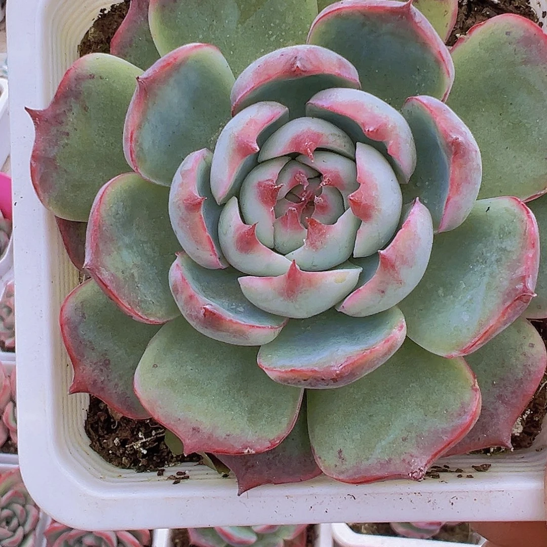 大吉娃娃19包邮多肉植物