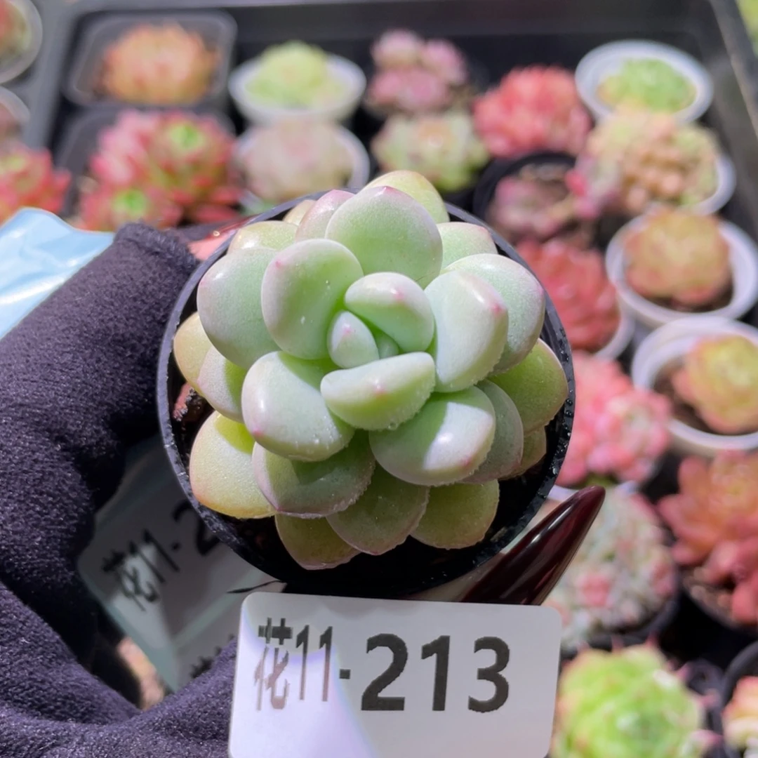 花利美11-213泡泡糖