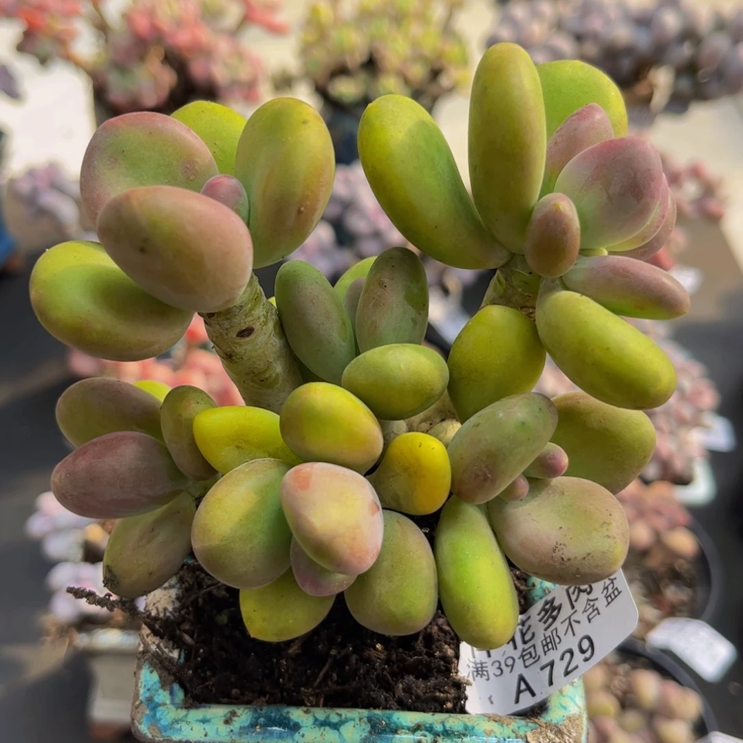 729/10cm芒果奶多肉