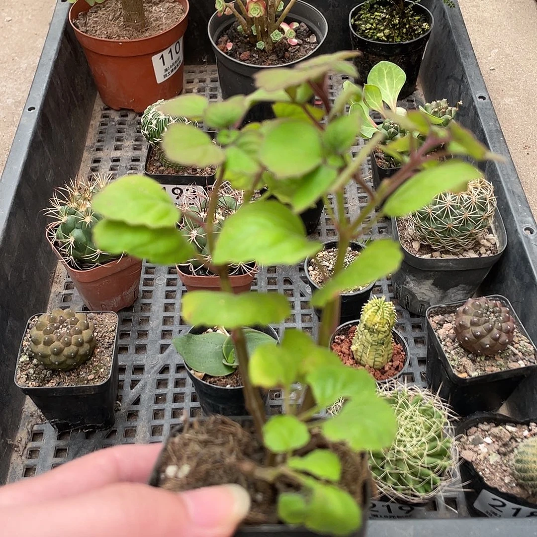 221延命草（满18包邮）