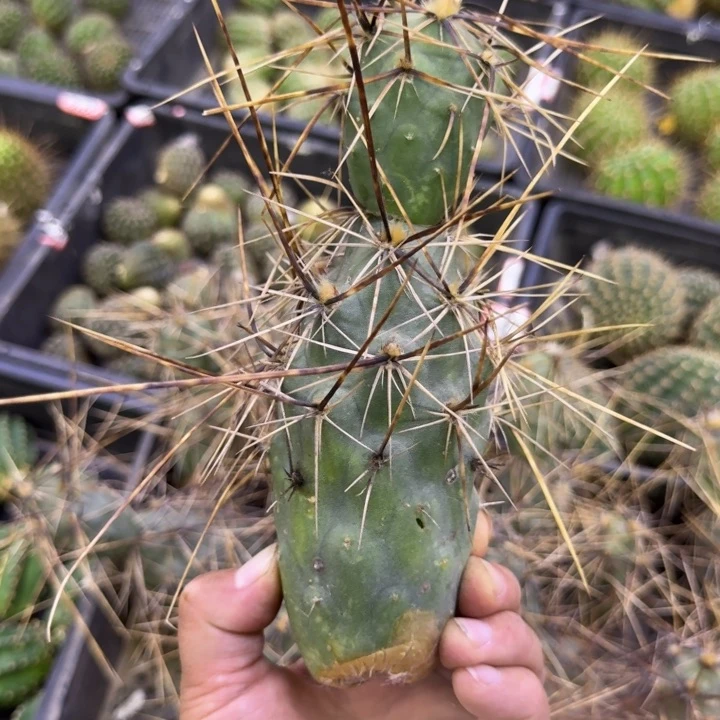 319枪舞者无根侧牙掉侧牙无售后,斑