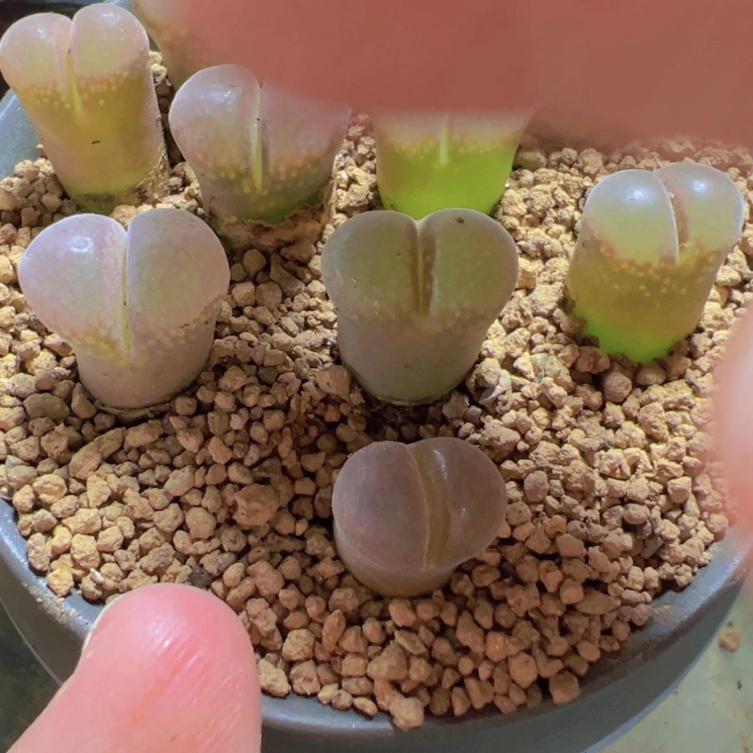 31-16量拍风铃一颗。多肉