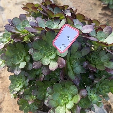 多肉植物赤耶连108