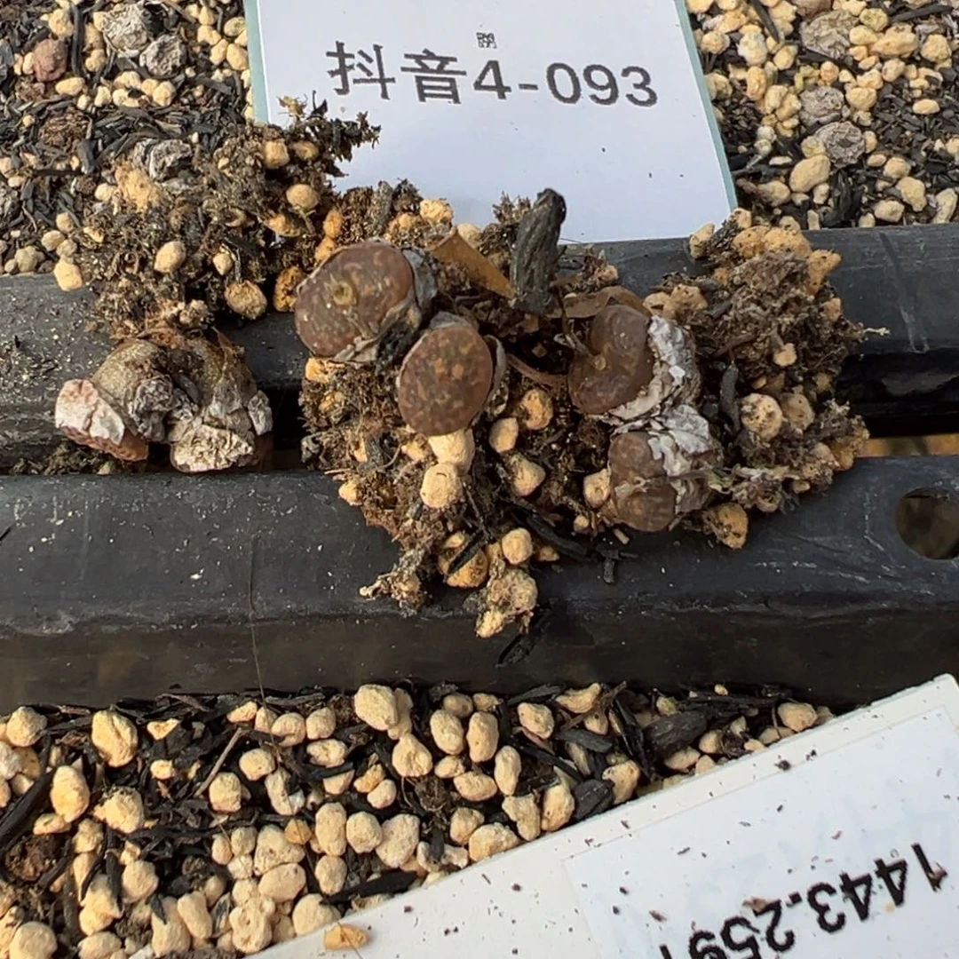 4-93量拍双头泡泡鱼子酱勋章一颗