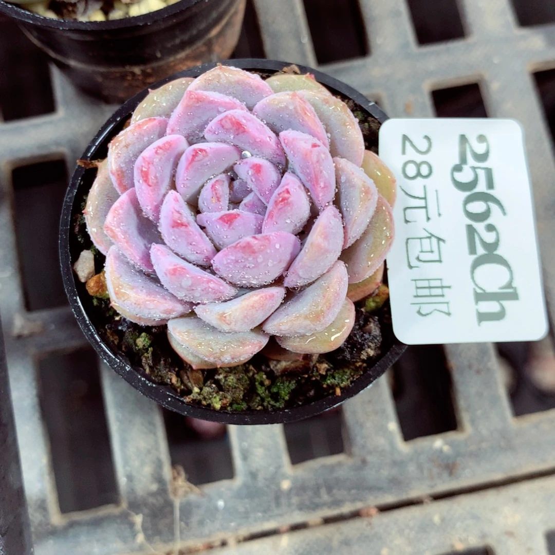 5厘米盆精控多肉2562