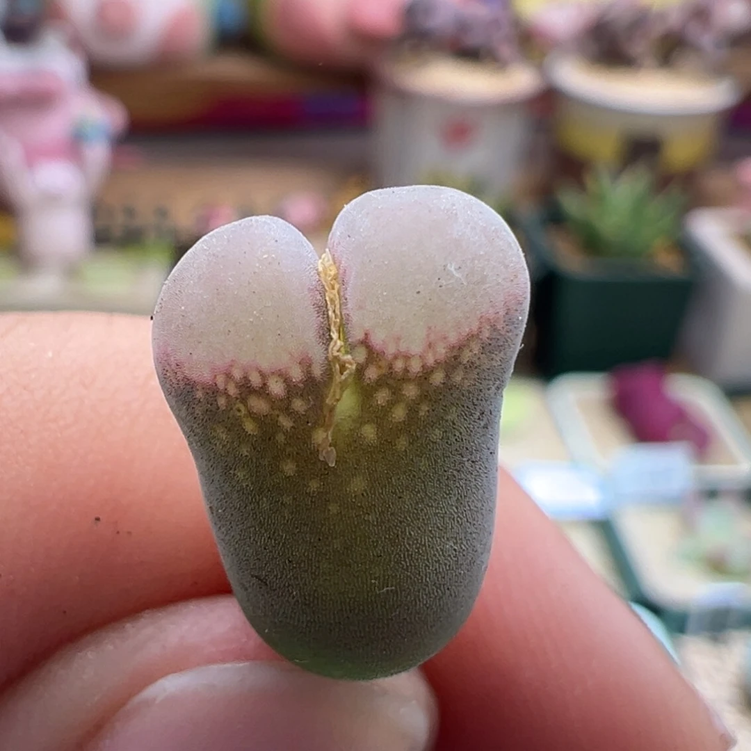 690。一万赞福利。春见