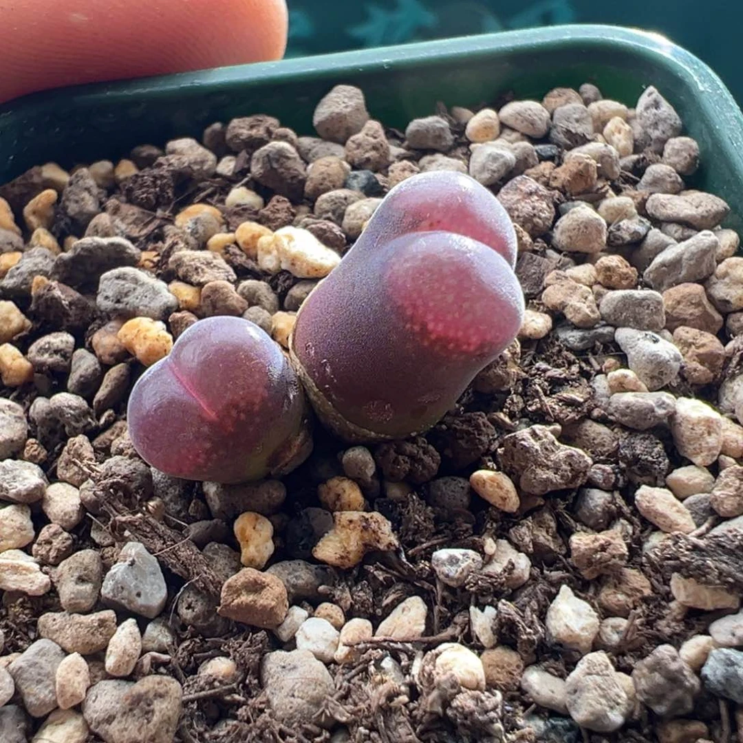 1247小个体福利萝莉一颗