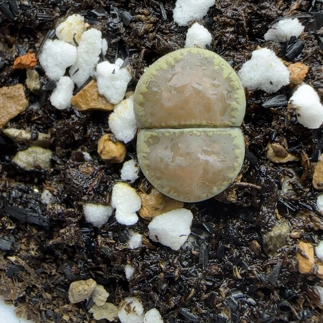 全净窗清框福利30包邮