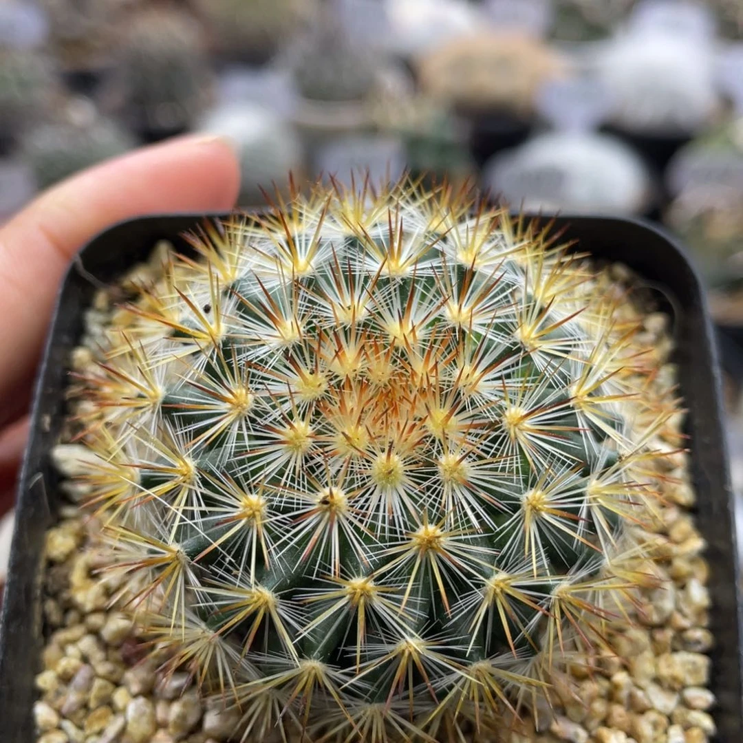 刘氏乳突        实生根