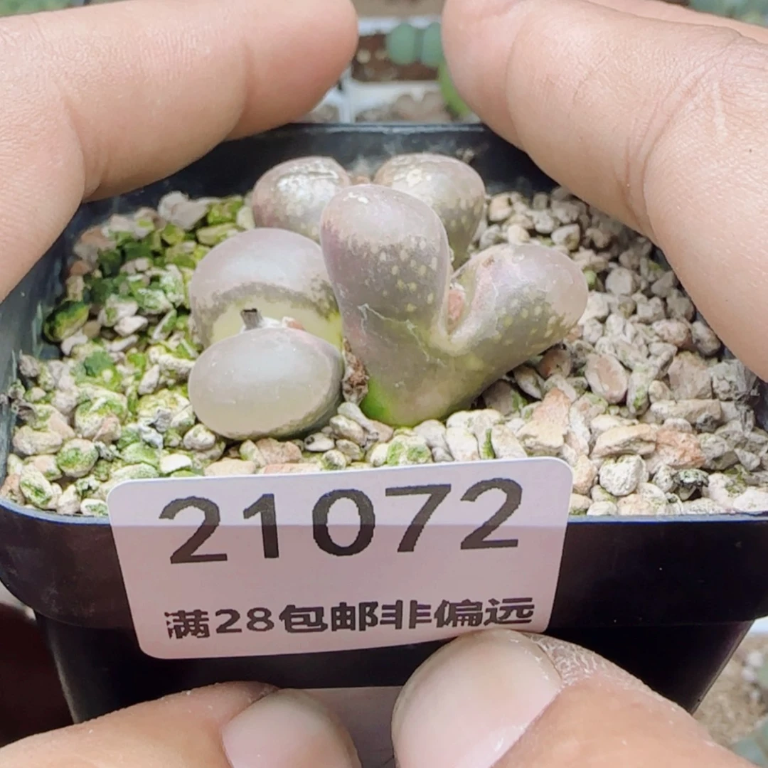 【闪购商品】4**角21072