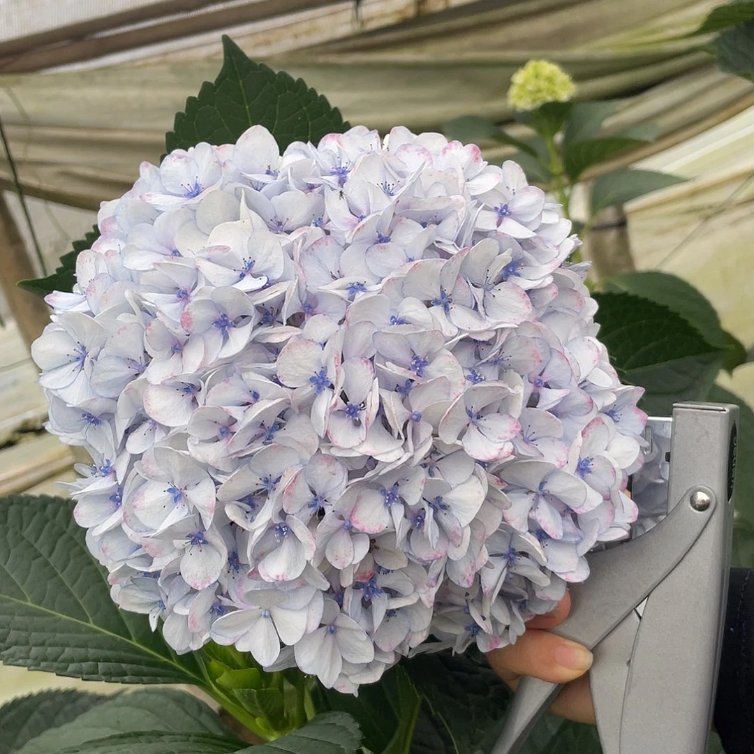 绣球切花一物一拍3枝起包邮，110