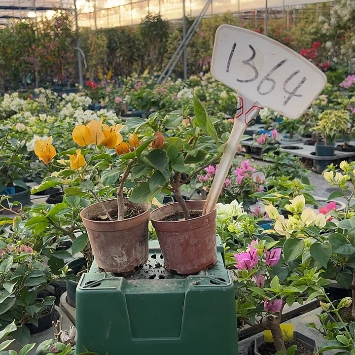 当前无花栽培后可以开花柠檬黄掌中宝 热带花束掌中宝1364