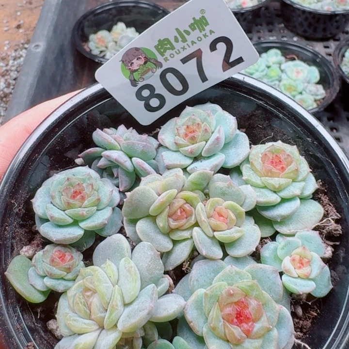 多肉植物多肉植物