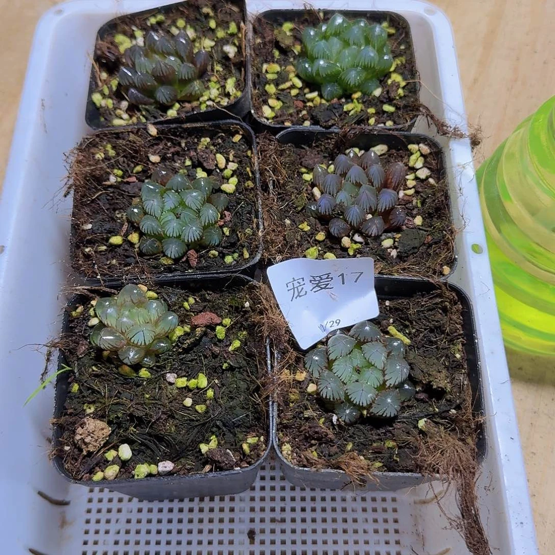 直播福利一物一拍17