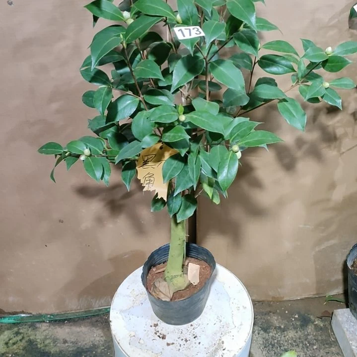 173黑六角，原盆原土发货，不包邮