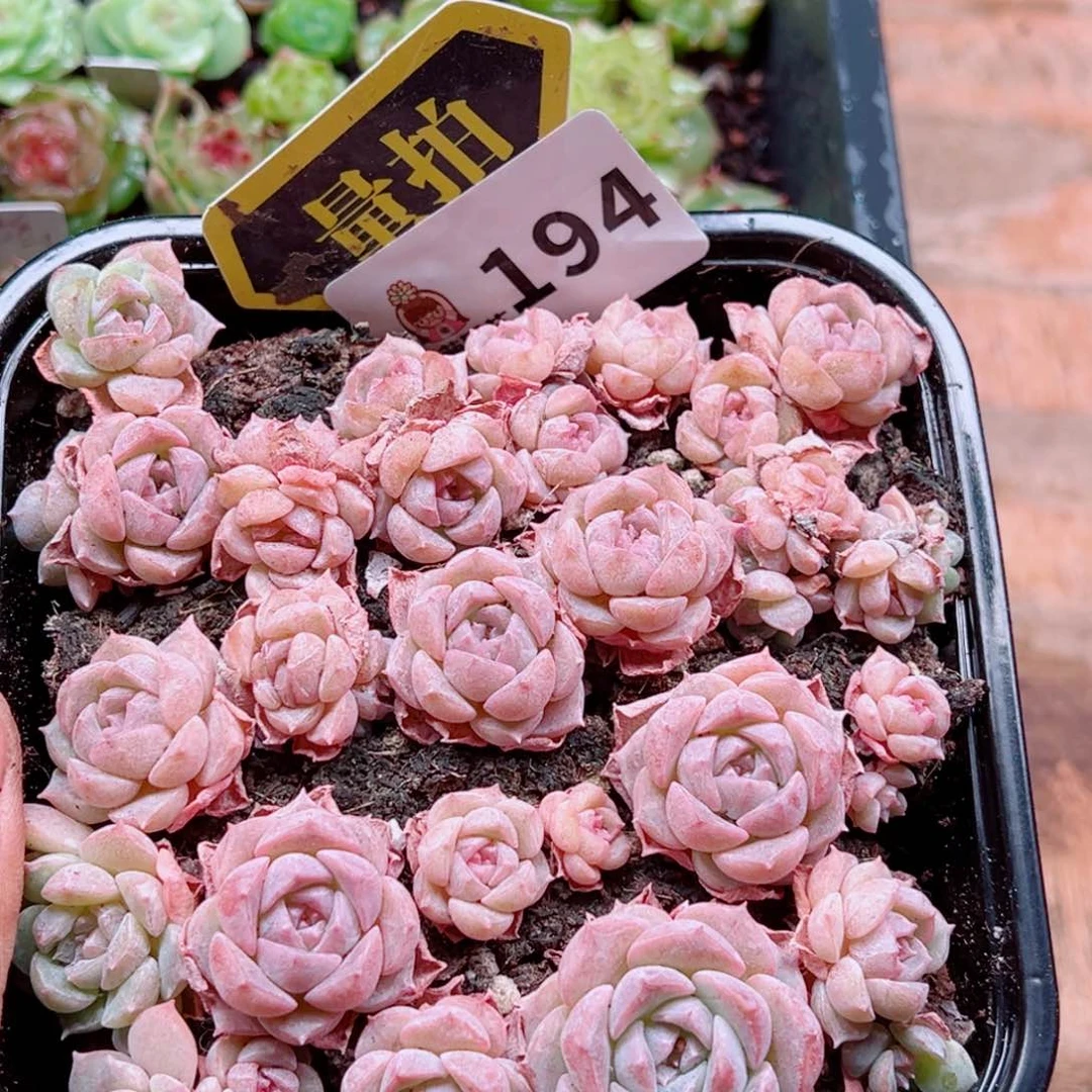 多肉植物多肉植物