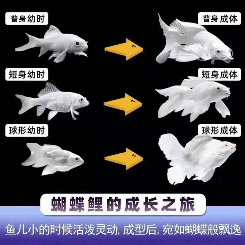 普身台湾贵妃蝴蝶球体白金龙凤锦鲤长尾冷水招财观赏鱼鱼苗好养