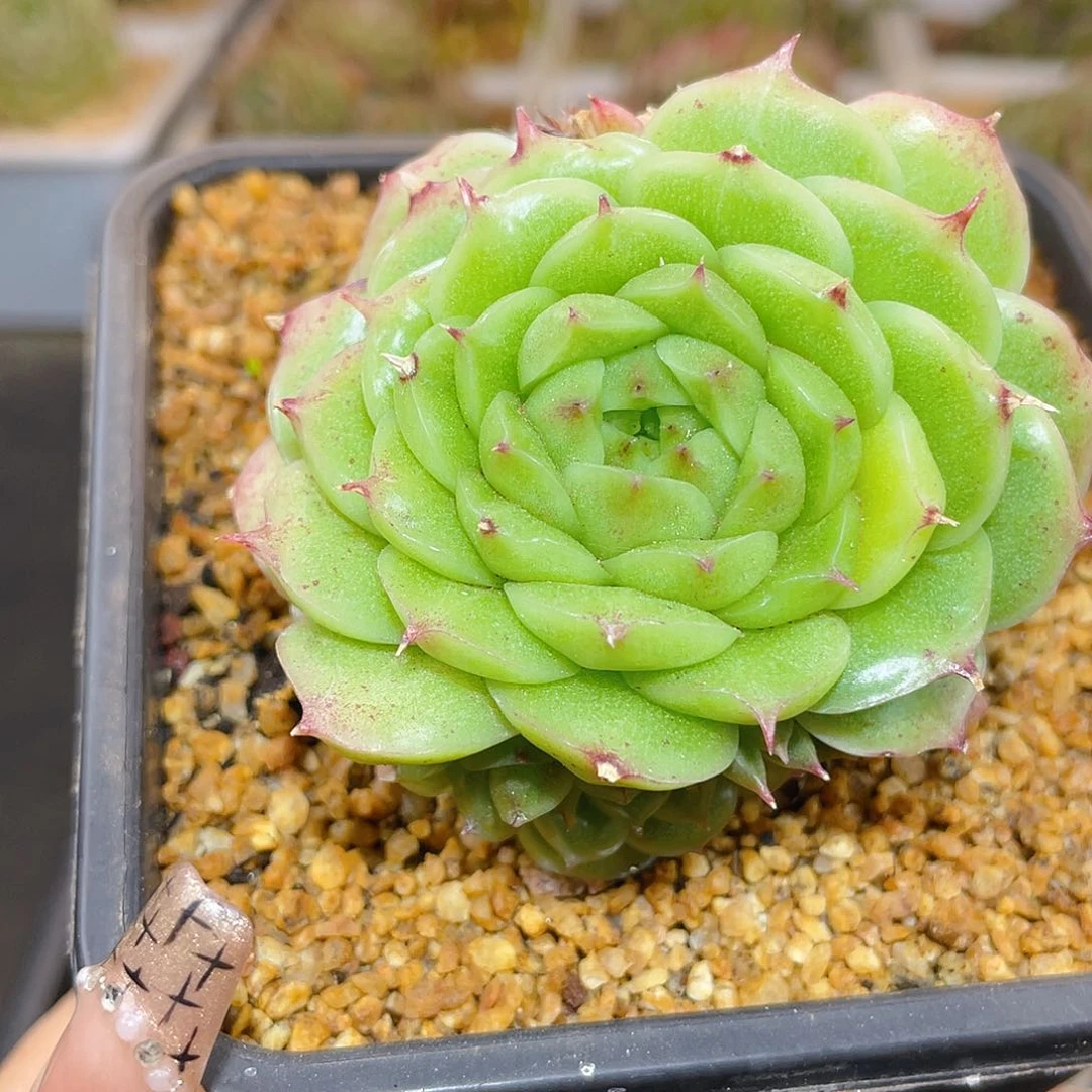 394翡冷翠母本哈哈哈